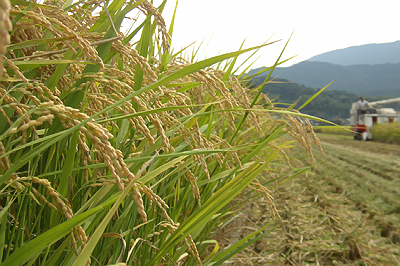 ふっくらとしたお米が重そうな稲穂（収穫中）