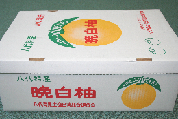 晩白柚２Ｌサイズ６個入りの贈答用箱