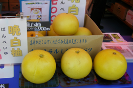 ◆熊本特産　晩白柚（ばんぺいゆ）◆